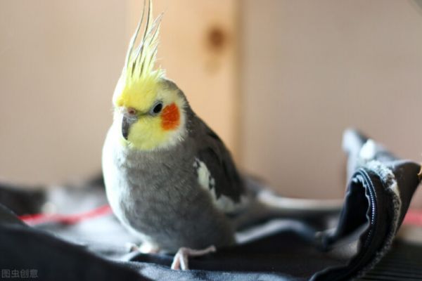 玄凤鹦鹉拉稀多久会死