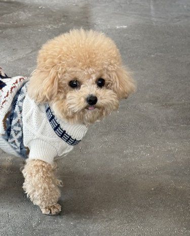 狗狗过敏