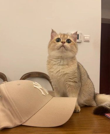 母猫发完情的症状