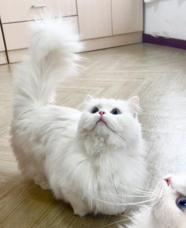 猫咪心脏病