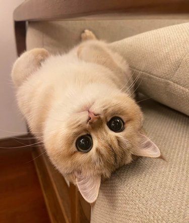 猫咪冬天吐黄水
