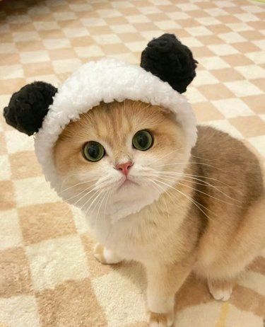 猫咪发情的时候为什么爱乱叫