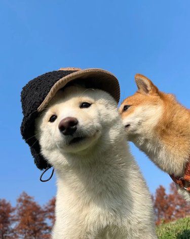  狗狗可以吃蓝莓吗