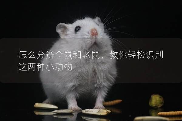 怎么分辨仓鼠和老鼠，教你轻松识别这两种小动物