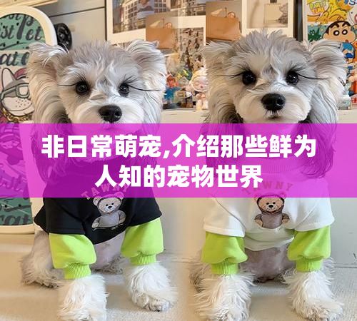 非日常萌宠,介绍那些鲜为人知的宠物世界