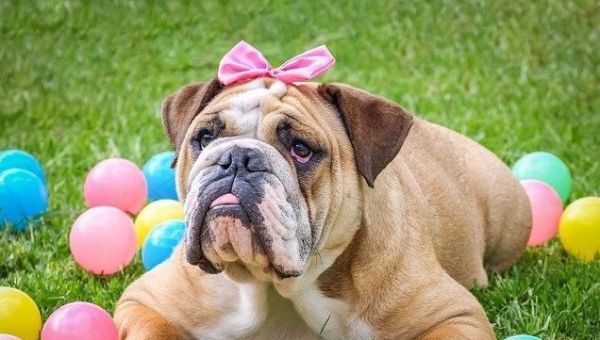 从幼犬到牛犬（宠物生活必备）