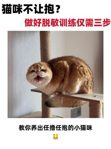 猫咪不让抱?做好脱敏训练仅需三步