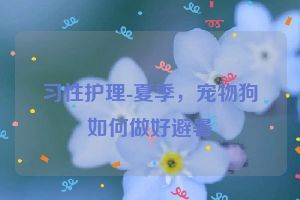 习性护理-夏季，宠物狗如何做好避暑