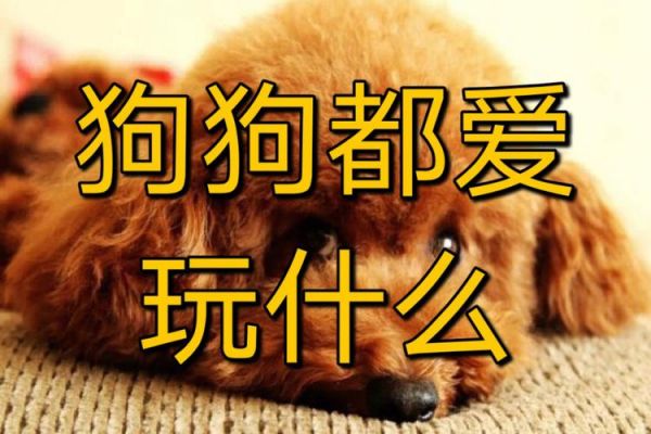 宠物夏季知识大全视频播放（宠物小知识）