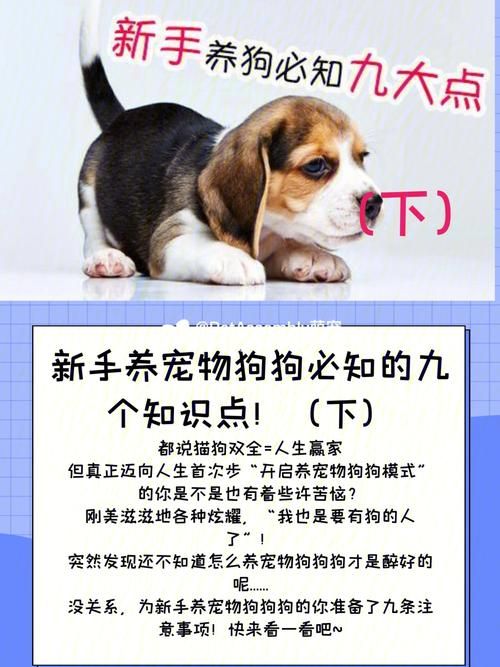 宠物夏季知识大全视频播放（宠物小知识）