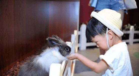 萌宠乐园的培训课程