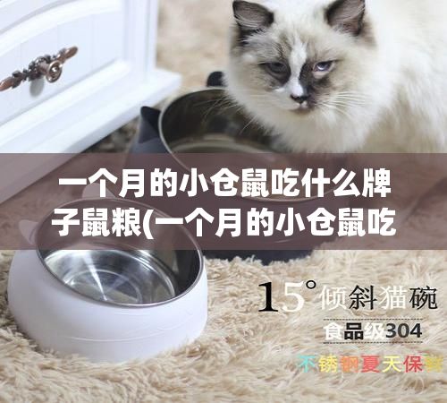 一个月的小仓鼠吃什么牌子鼠粮(一个月的小仓鼠吃什么牌子鼠粮比较好)