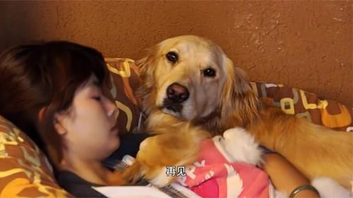 “男不养猫，女不养狗”，为啥不能养？看看狗做了什么就明白了