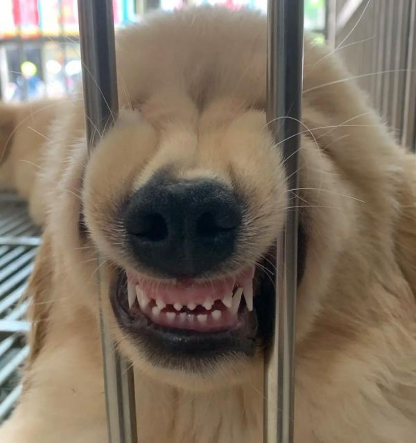 如何正确清洗狗狗脸部？（狗狗脸部清洗技巧和注意事项）