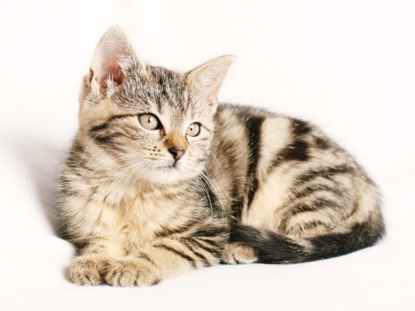 养猫有哪些常见误区?盘点养猫一定要避免的5个坑!