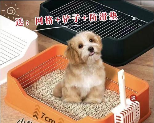小狗拉完尿擦脚，宠物主人需知的重要细节（小狗擦脚的正确方法及常见误区）
