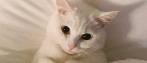猫咪肾异常肿大的症状及处理方法（宠物猫咪肾脏问题如何发现）