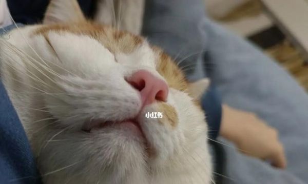 猫咪肾异常肿大的症状及处理方法（宠物猫咪肾脏问题如何发现）