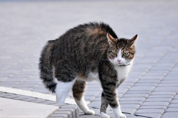 猫都喜欢吃什么