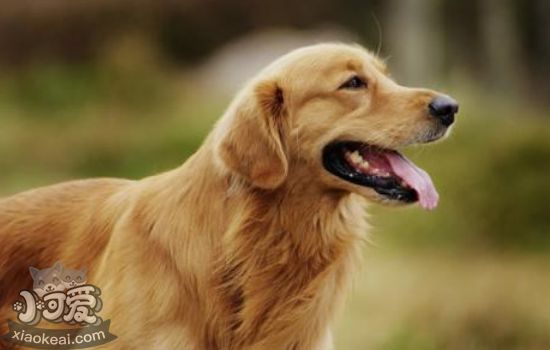 导盲犬的工作流程 导盲犬工作时需要致敬！