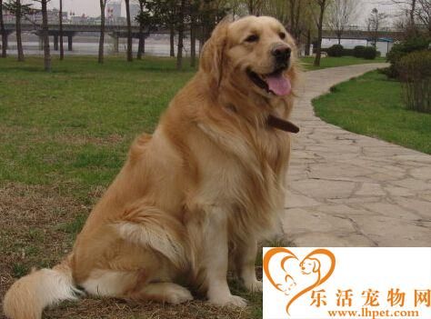 导盲犬是什么狗 是经过长期训练的狗狗
