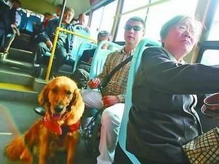 导盲犬高清图册