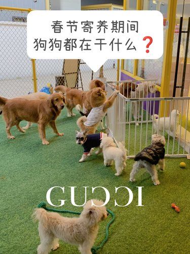 好奇❗️狗狗春节寄养期间都在干什么？