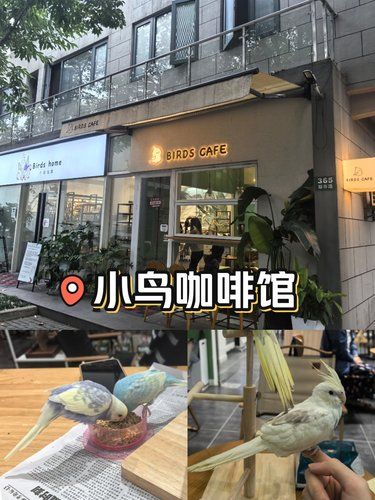一边喝饮料一边撸鹦鹉