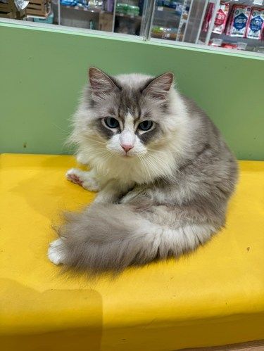 店里猫咪超治愈