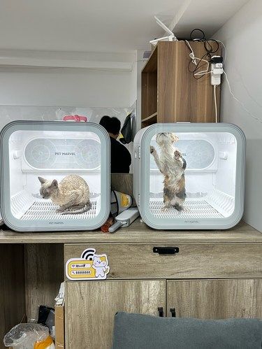 驷马桥便宜又态度好的宠物洗澡！