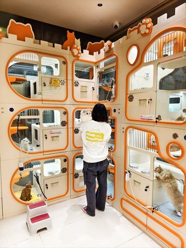成都首家❗❗猫星人专属会所[色]