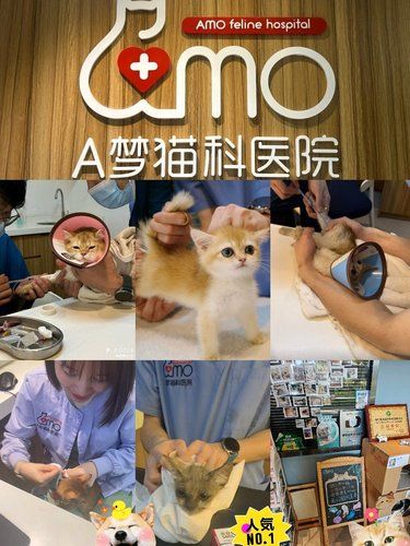 专业呵护小喵皮