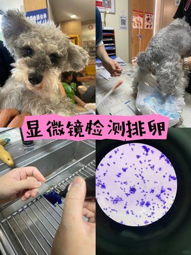 宠物医院日常
