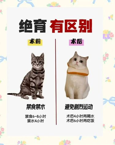 猫咪绝育要注意什么呢！？建议收藏！！①