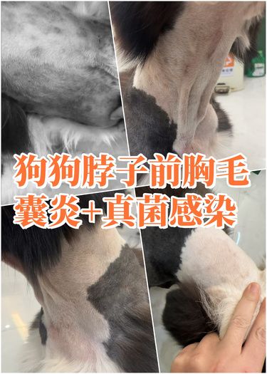毛孩子医疗案例之毛囊炎+真菌感染