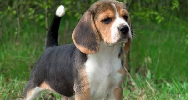 如何给比格犬美容（打造专业水准的比格犬造型）