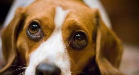 如何给比格犬美容（打造专业水准的比格犬造型）