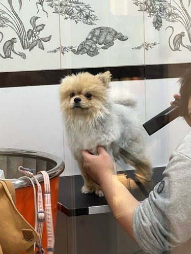 TOM‘S CLUB宠物店——超棒的洗澡体验