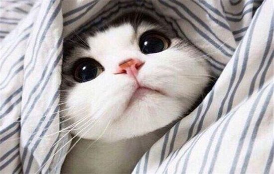 猫咪口水臭是什么原因