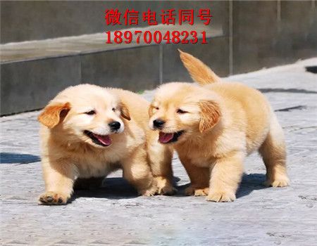 大足哪里有银渐层出售，猫咪，大足资讯