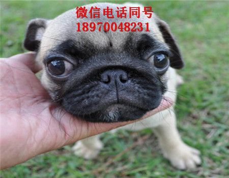 大足哪里有银渐层出售，猫咪，大足资讯