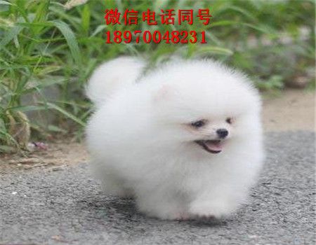 大足哪里有银渐层出售，猫咪，大足资讯