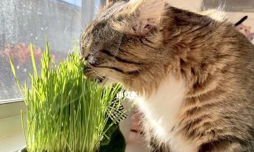 猫咪如何正确地吃猫草（宠物健康必备）
