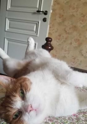 揭秘猫咪的“草食癖”（为何猫咪喜欢扒拉花草）