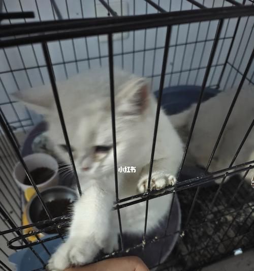 揭秘猫咪的“草食癖”（为何猫咪喜欢扒拉花草）