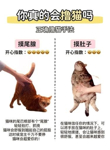 别瞎撸猫啦！正确方式快来看