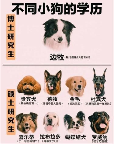 不同小狗的学历