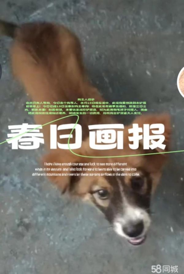 寻求新主人，无时间照顾，小型宠物犬，一个口哨就回，聪明，免费
