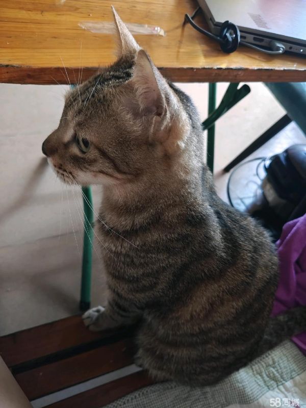 三岁公狸花猫，免费领养