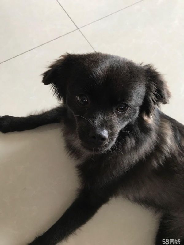 会游泳的狗狗找好主人